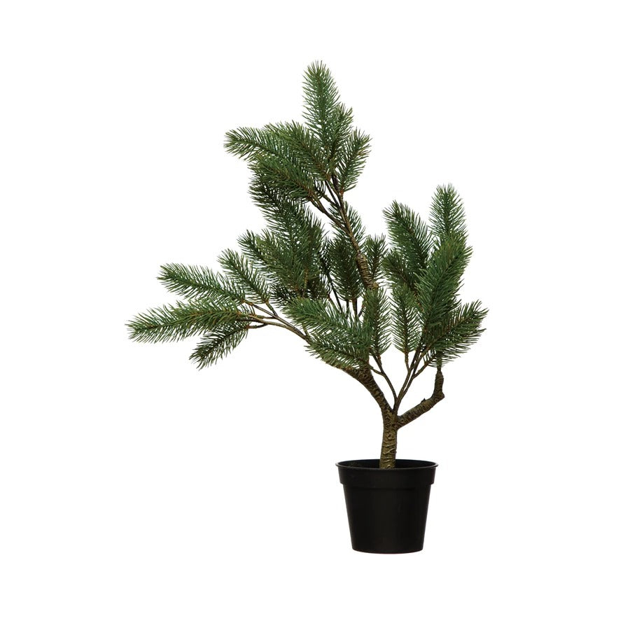 mini bonsai ikea Bonsai Yew Tree – Details Lancaster