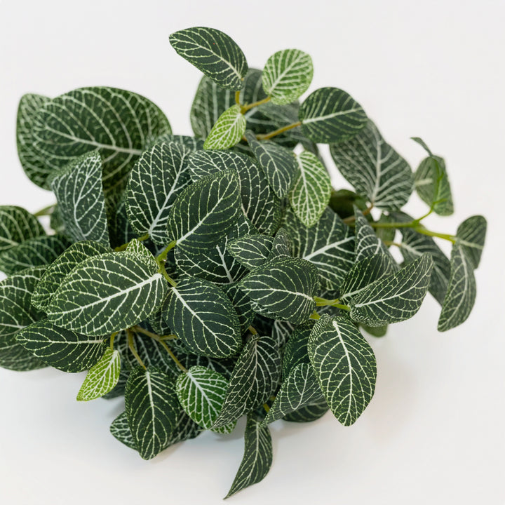 16" Fittonia Bush