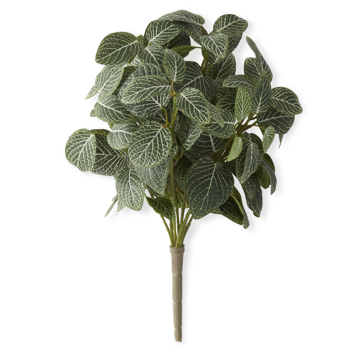 16" Fittonia Bush