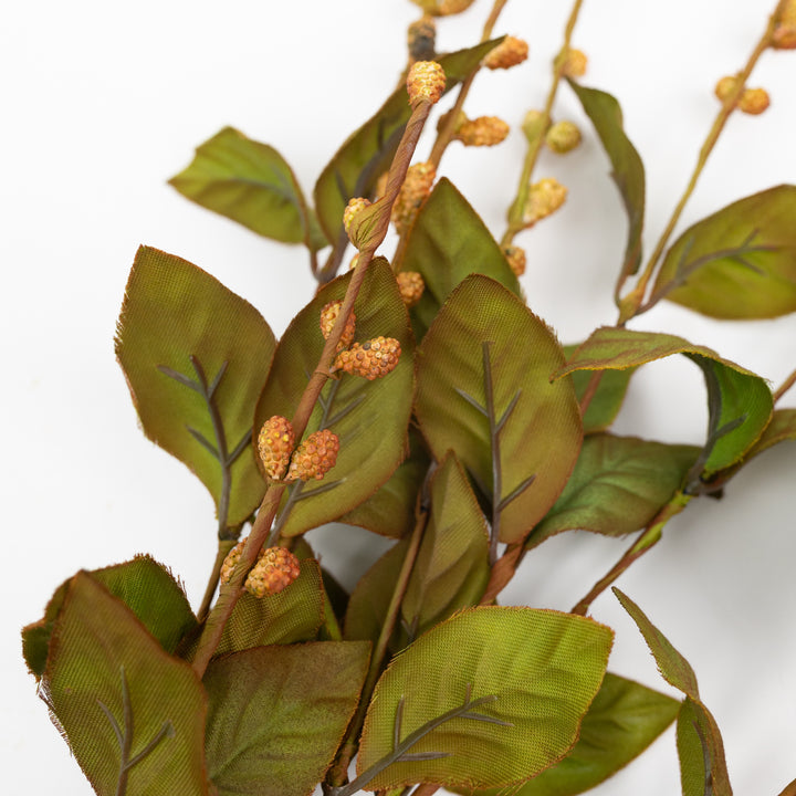 35" European Beech Stem