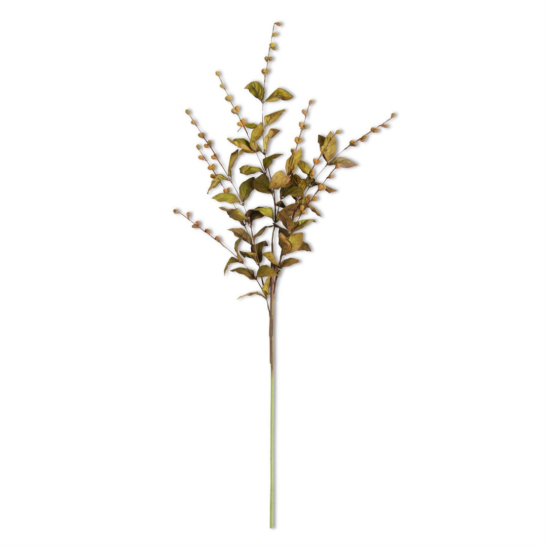 35" European Beech Stem