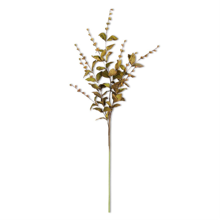 35" European Beech Stem