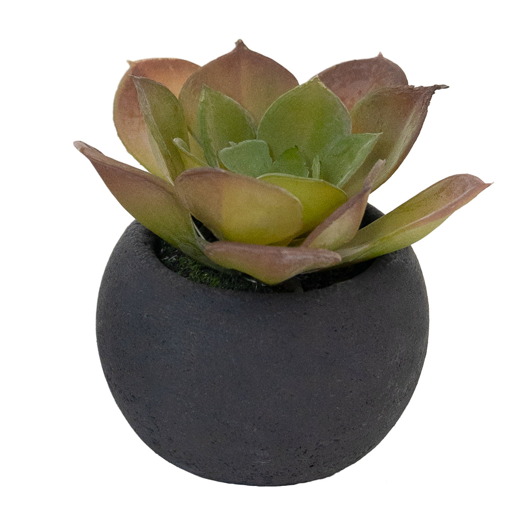 3" Succulent in Black Pot