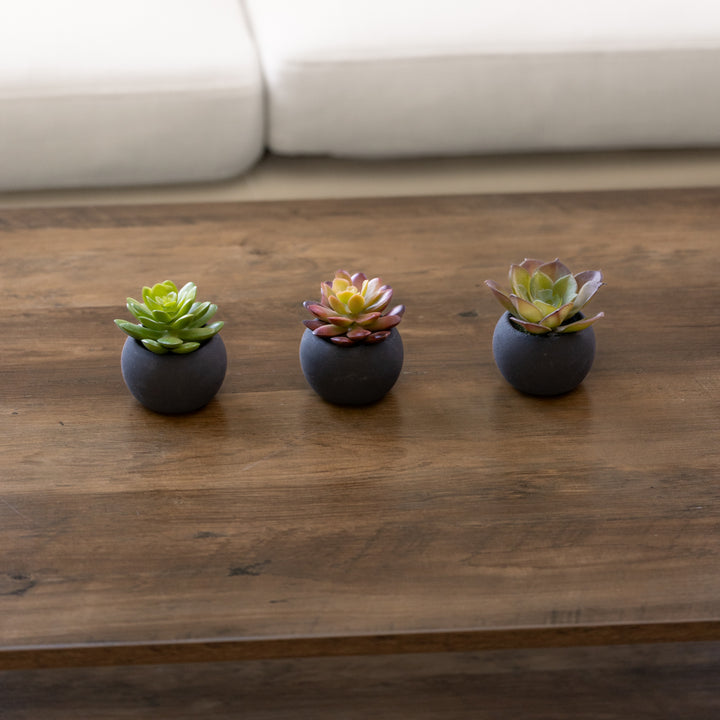 3" Succulent in Black Pot