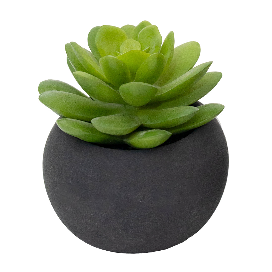 3" Succulent in Black Pot