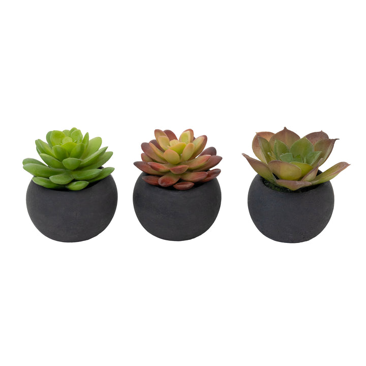 3" Succulent in Black Pot