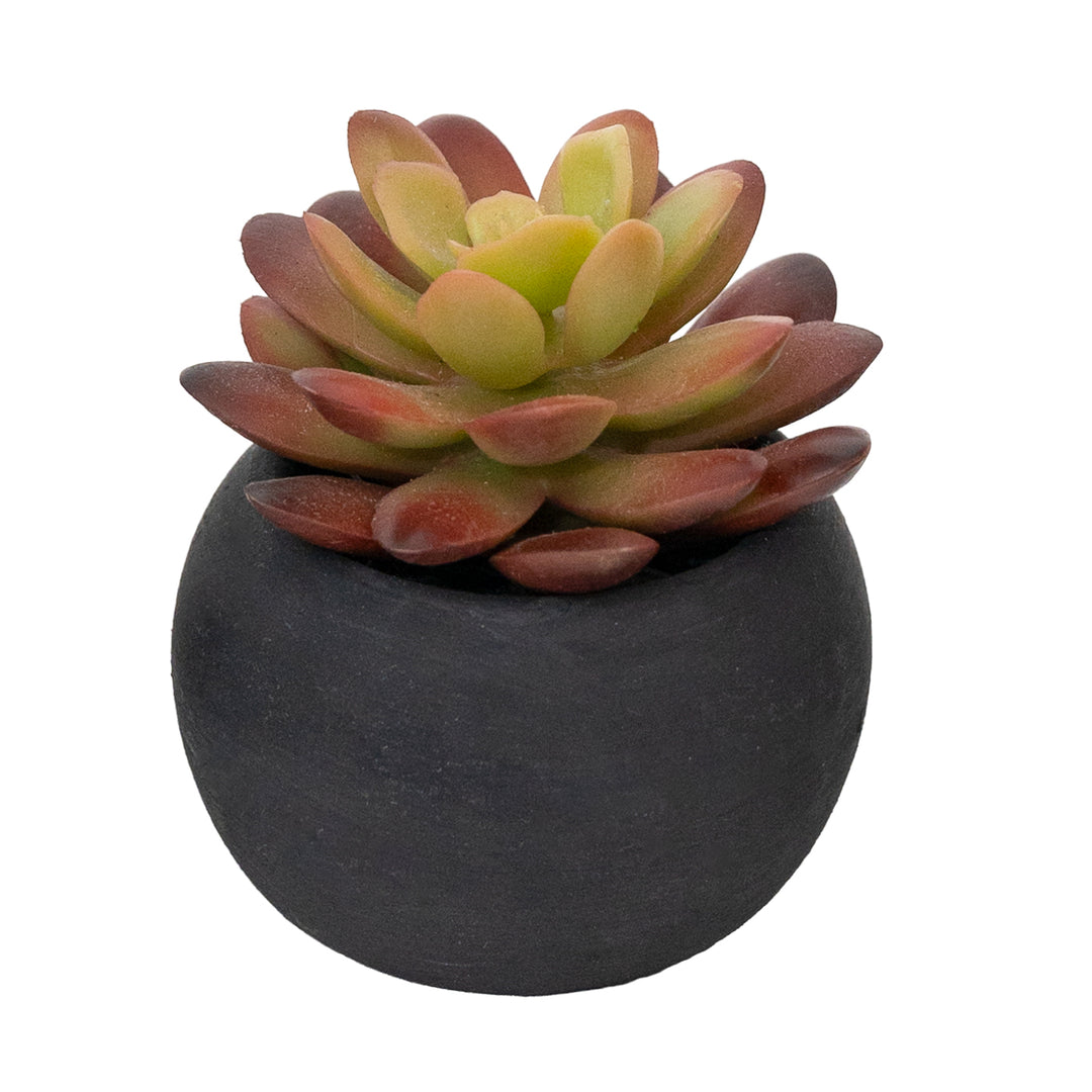 3" Succulent in Black Pot