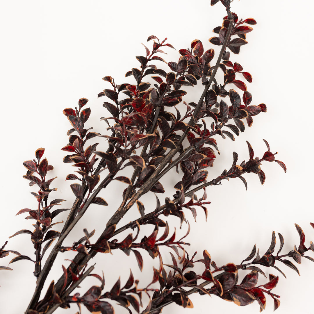 42" Burgundy Boxwood Spray