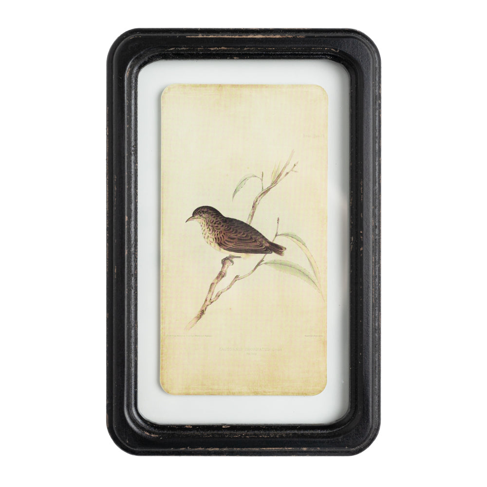Aviary 7" x 11" Framed Print