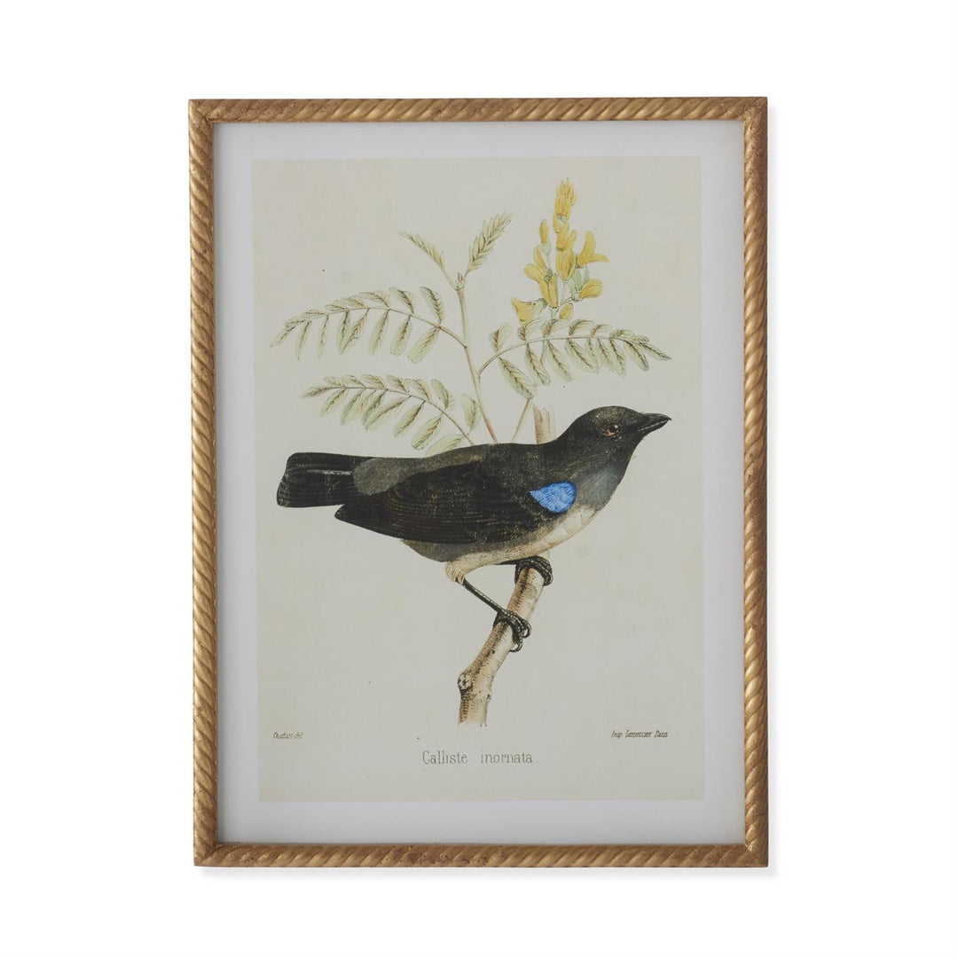 Gold Framed Aviary Print