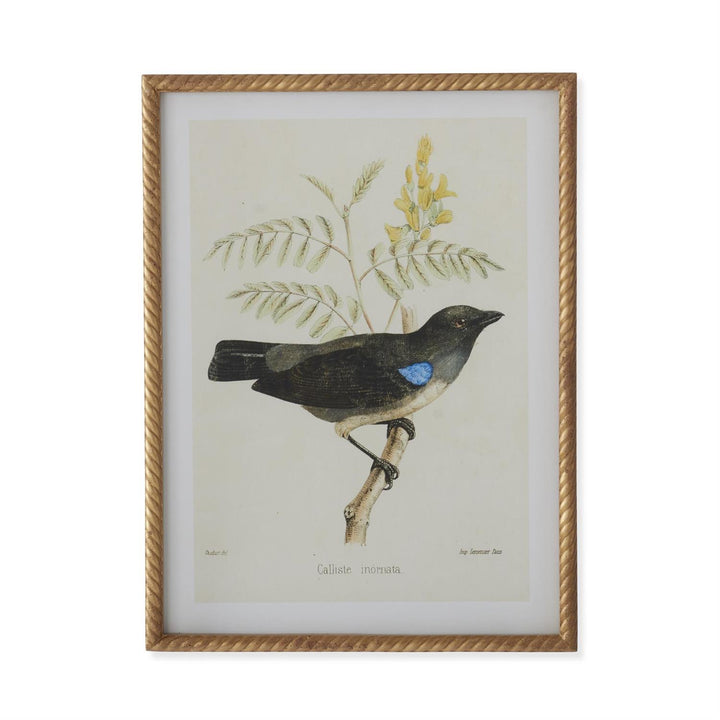 Gold Framed Aviary Print