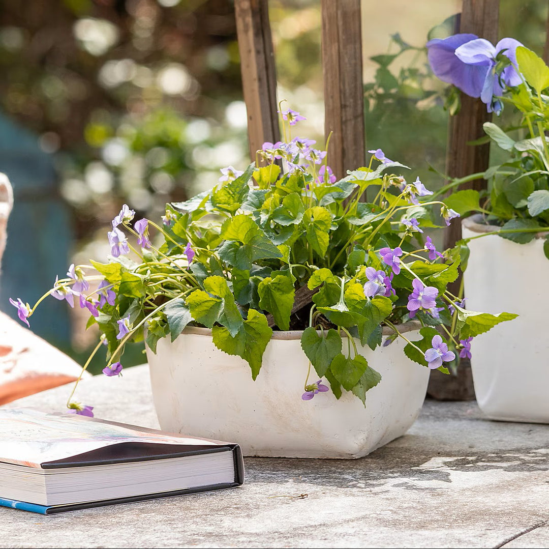 Orchard White Cement Large Low Planter