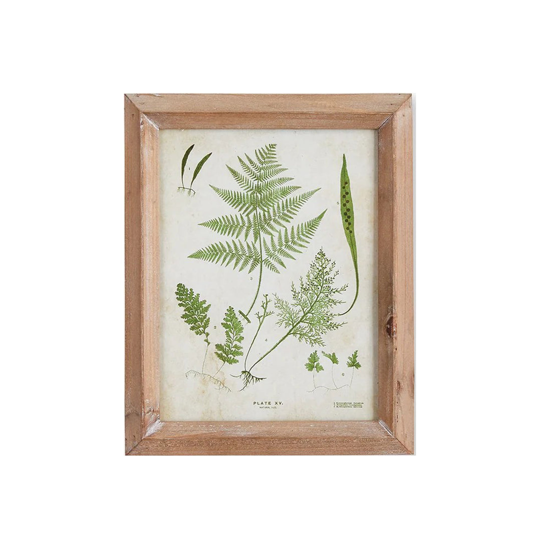 Petite Frond Study