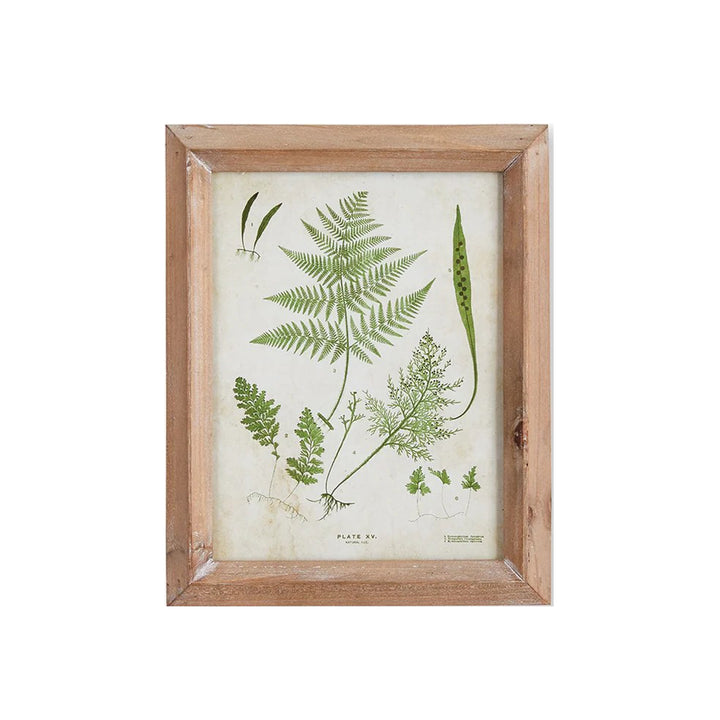 Petite Frond Study