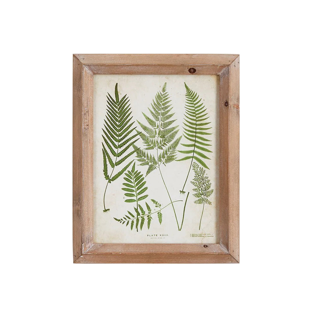Petite Frond Study