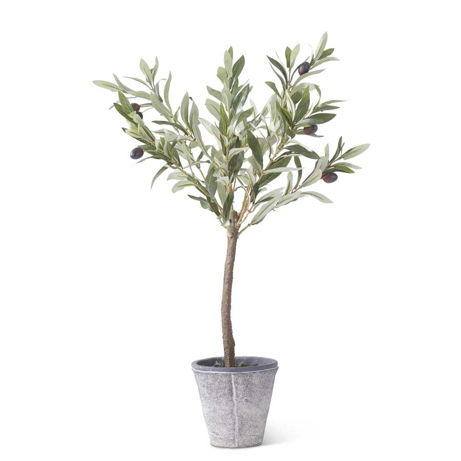 Olive Tree in Gray Wash Pot 24"