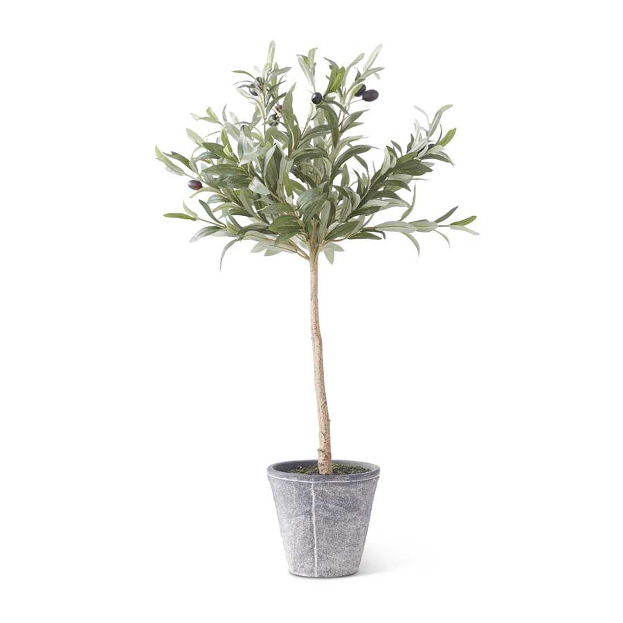 Olive Tree in Gray Wash Pot 31"