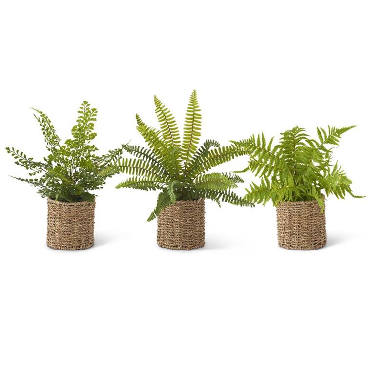 Assorted Ferns in Woven Baskets